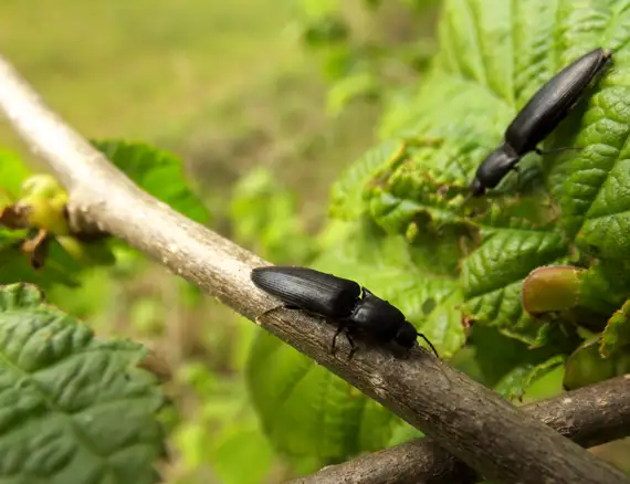 keep garden free from pests