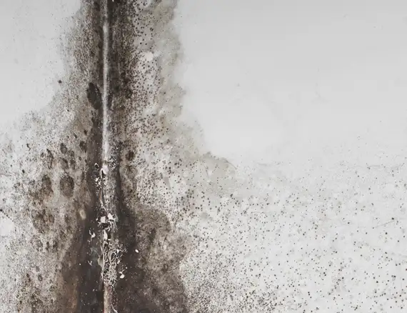 prevent mold growth prevent mold growth